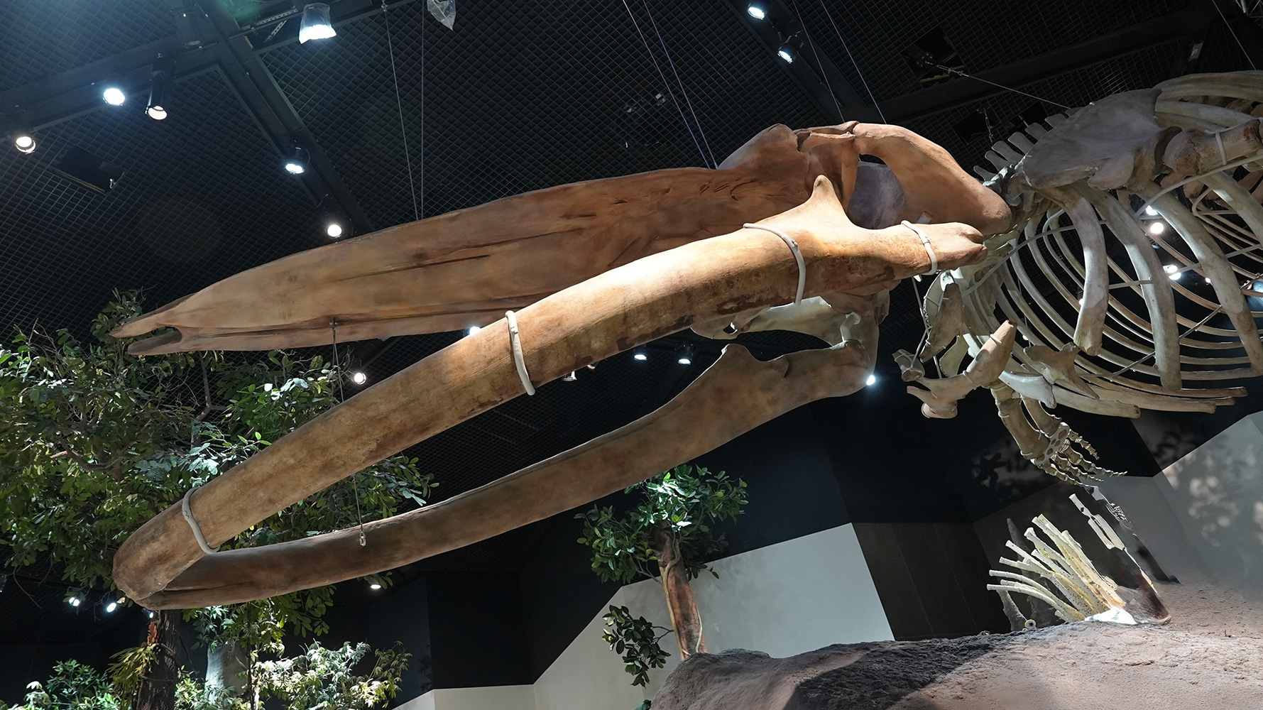 Natural History Museum Abu Dhabi set for November debut